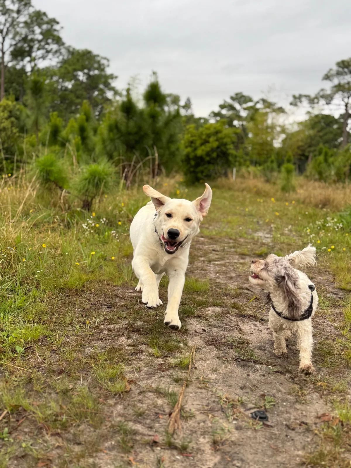 Two happy dogs running on farm trail