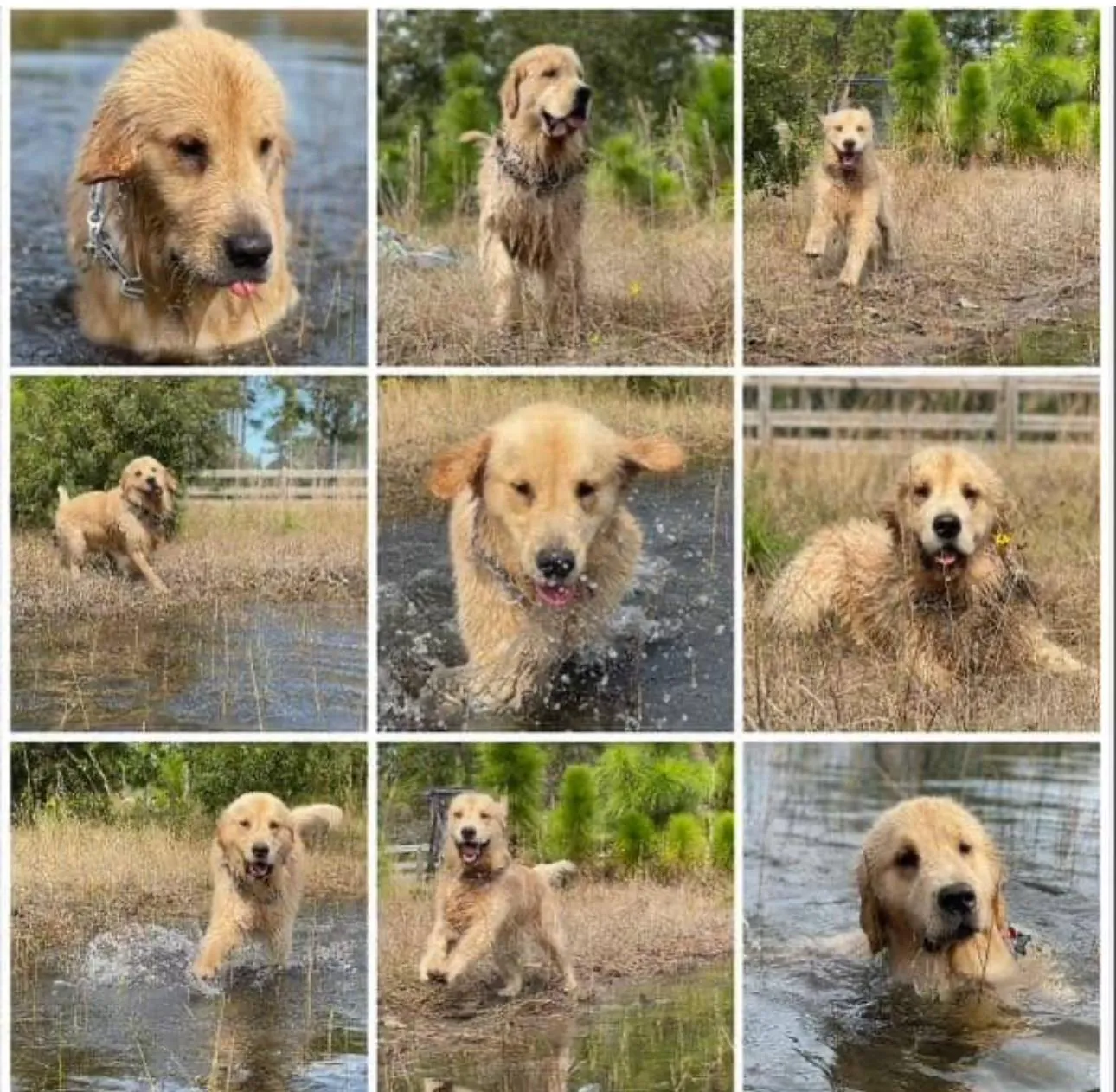 Golden retriever enjoying water