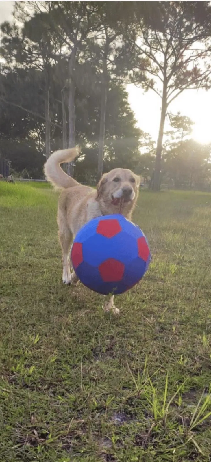 Labrador playing with ball at sunset